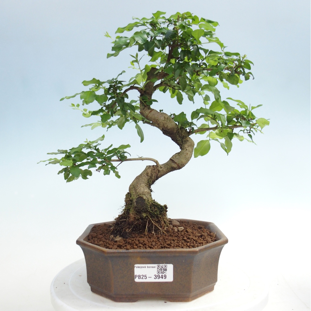 Pokój bonsai - Ligustrum chinensis - Dziób ptaka