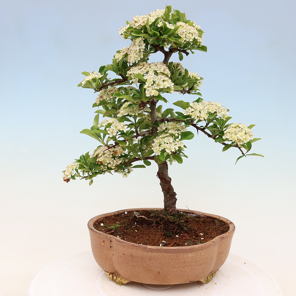 Bonsai ogrodowe – Pyracantha teton – ognik szkarłatny