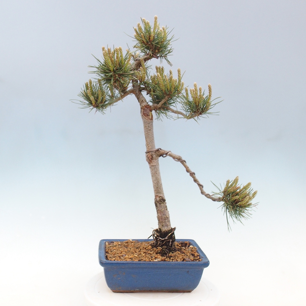 Outdoor bonsai - Pinus Sylvestris - sosna zwyczajna