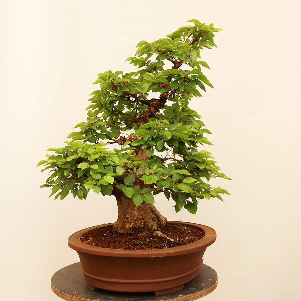 Bonsai plenerowe - Carpinus Coreana - grab koreański