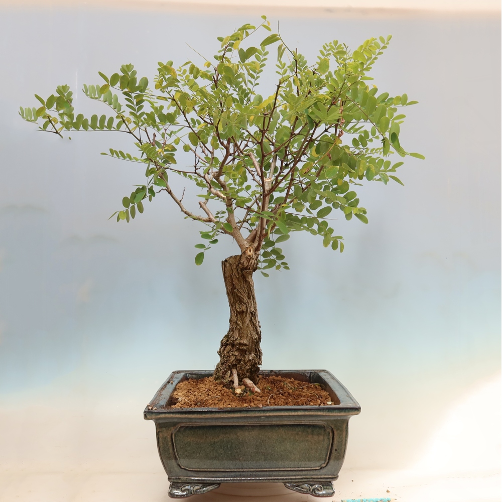 Bonsai ogrodowe – trnówka akacjowa – Robinia pseudoacacia