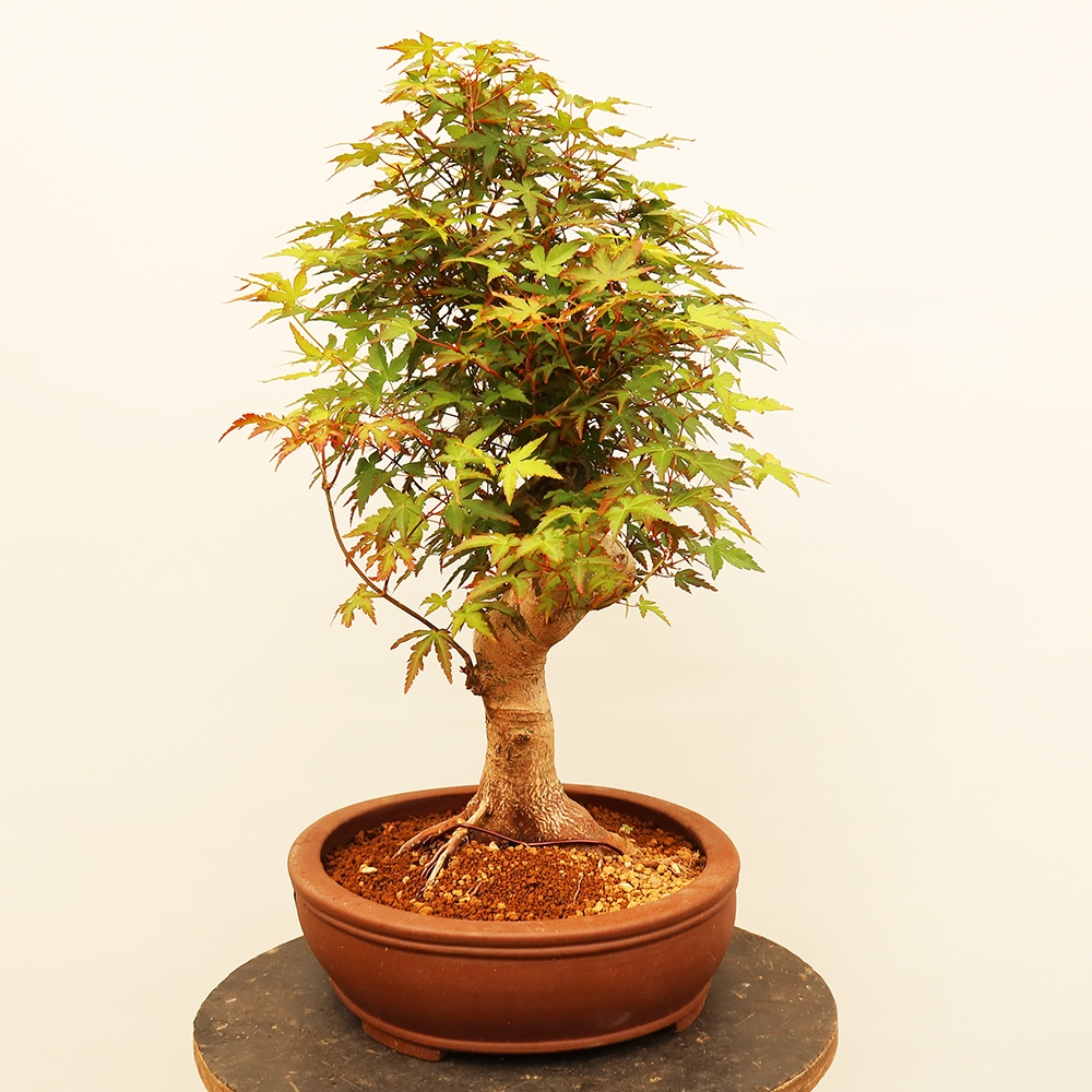 Outdoor bonsai - Klon palmowy - Palmy