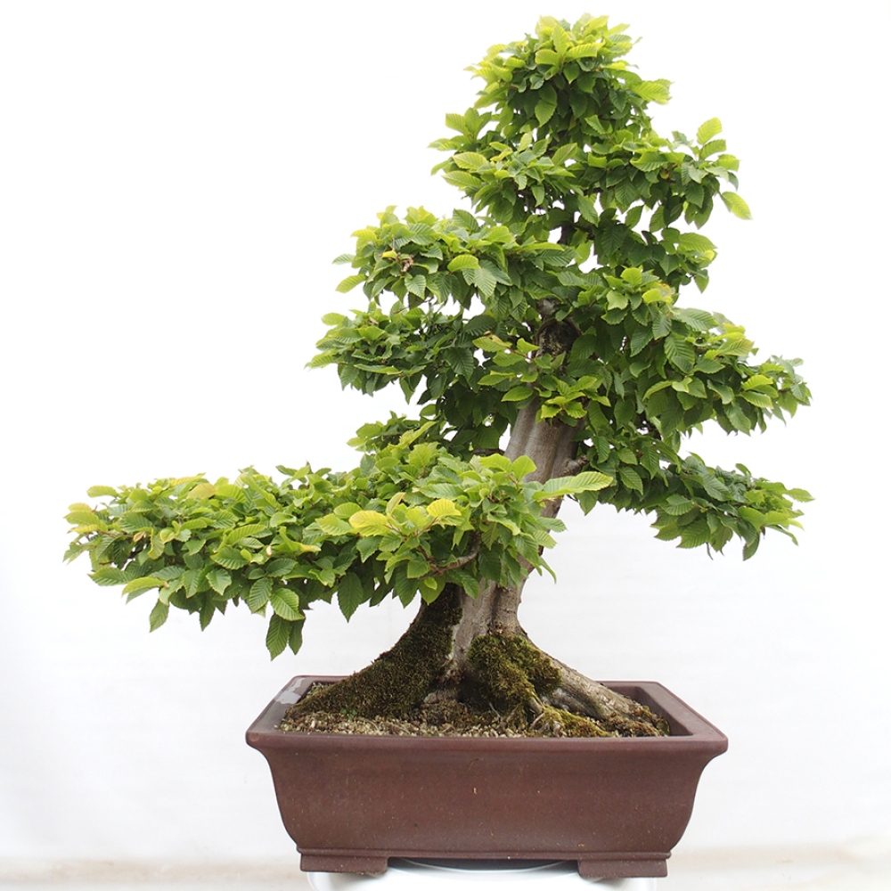 Bonsai zewnętrzne - Grab - Carpinus betulus