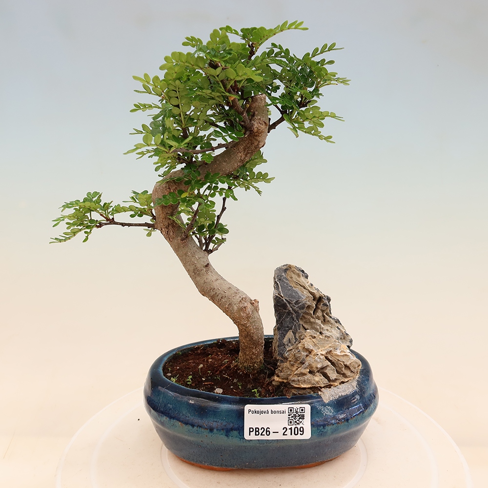 Pokój bonsai - Zantoxylum piperitum - drzewo pieprzowe
