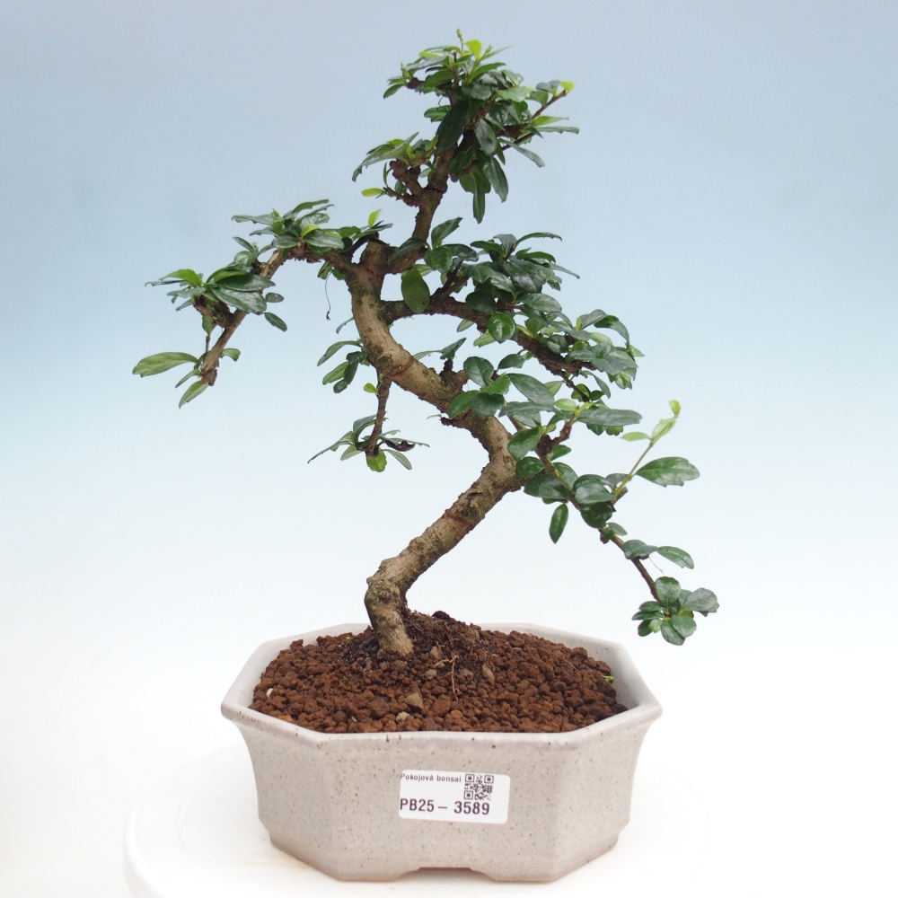 Bonsai pokojowe - Carmona macrophylla - Tea fuki