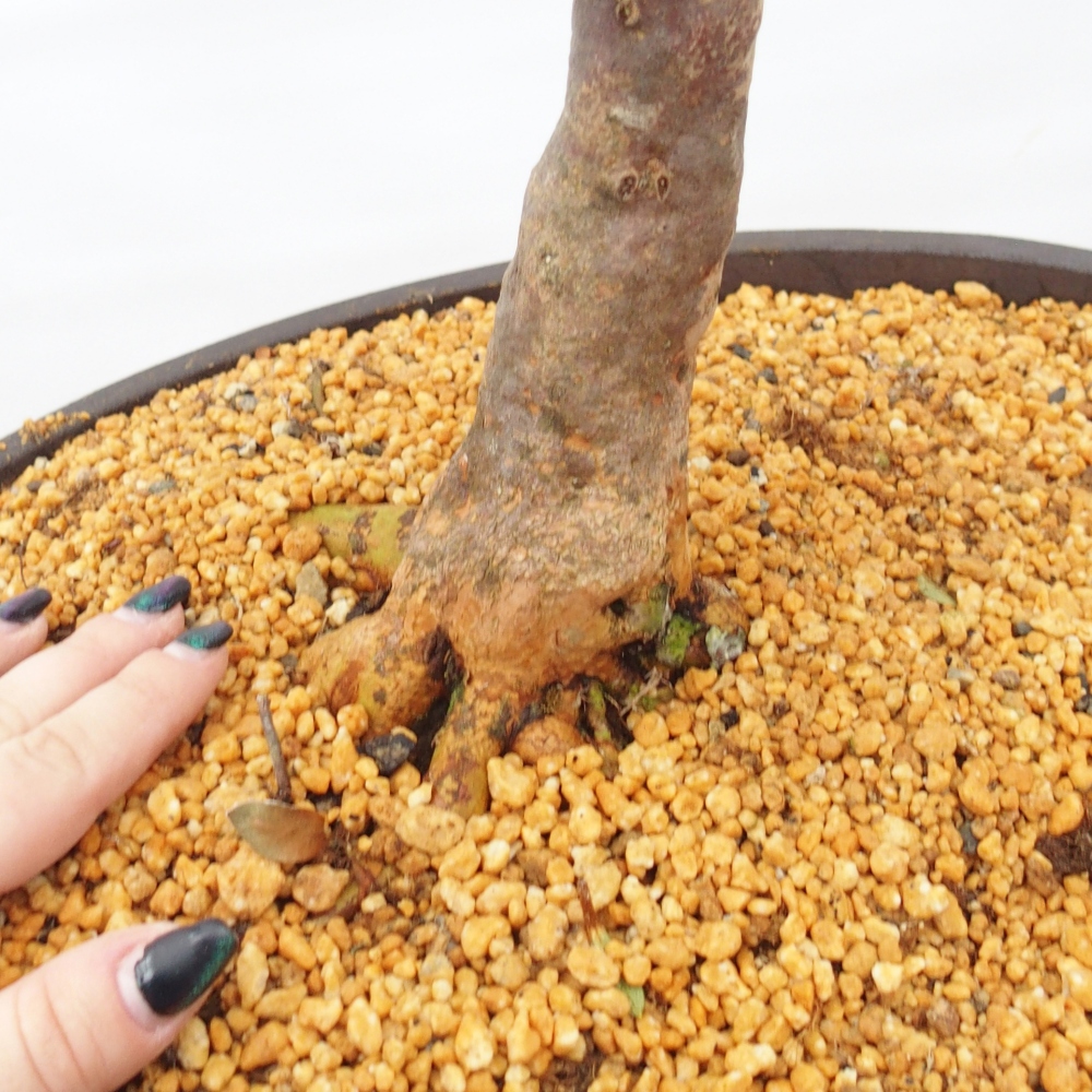 Bonsai zewnętrzne - Azalia japońska - Azalia Hanatsuzuri