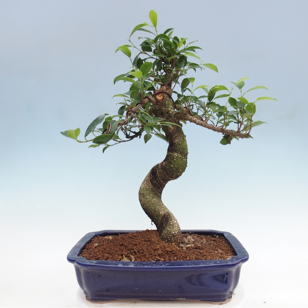Pokój bonsai - Ficus kimmen - figowiec drobnolistny