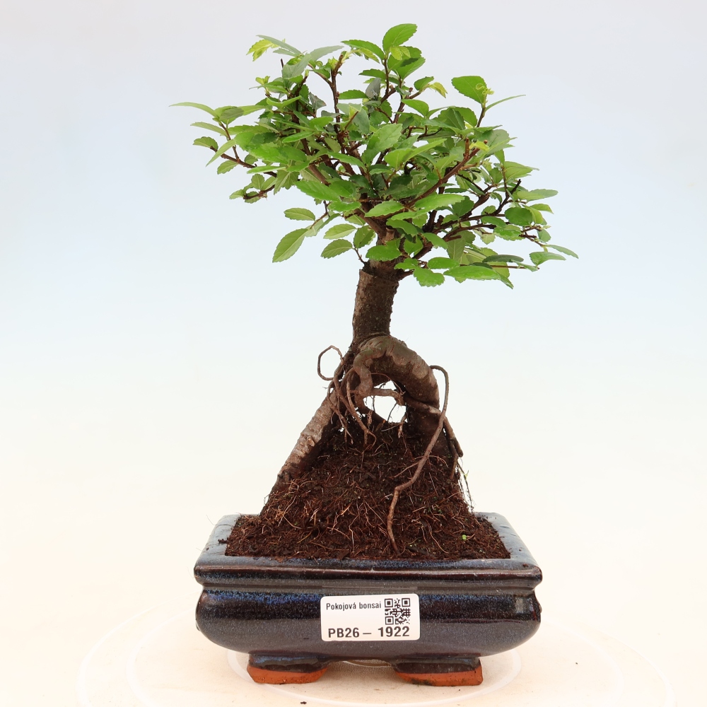 Pokój bonsai - Ulmus parvifolia - Wiąz drobnolistny