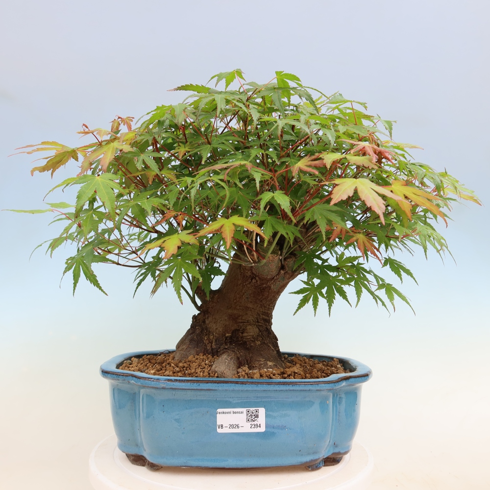 Outdoor bonsai - Klon burgeryjski - Acer burgerianum