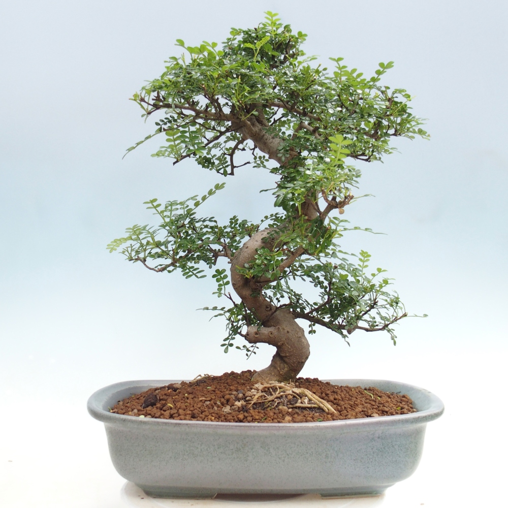 Pokój bonsai - Zantoxylum piperitum - drzewo pieprzowe