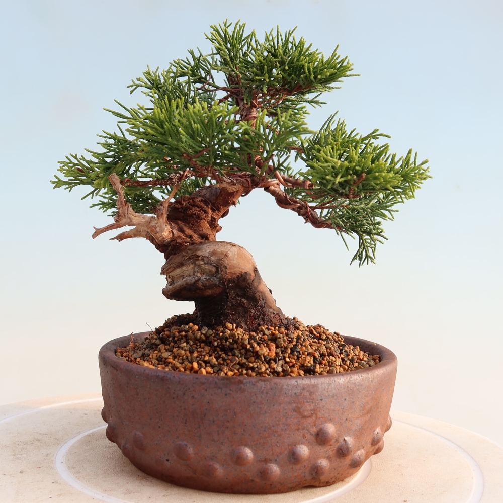Outdoor bonsai - Juniperus chinensis Itoigawa - Jałowiec chiński