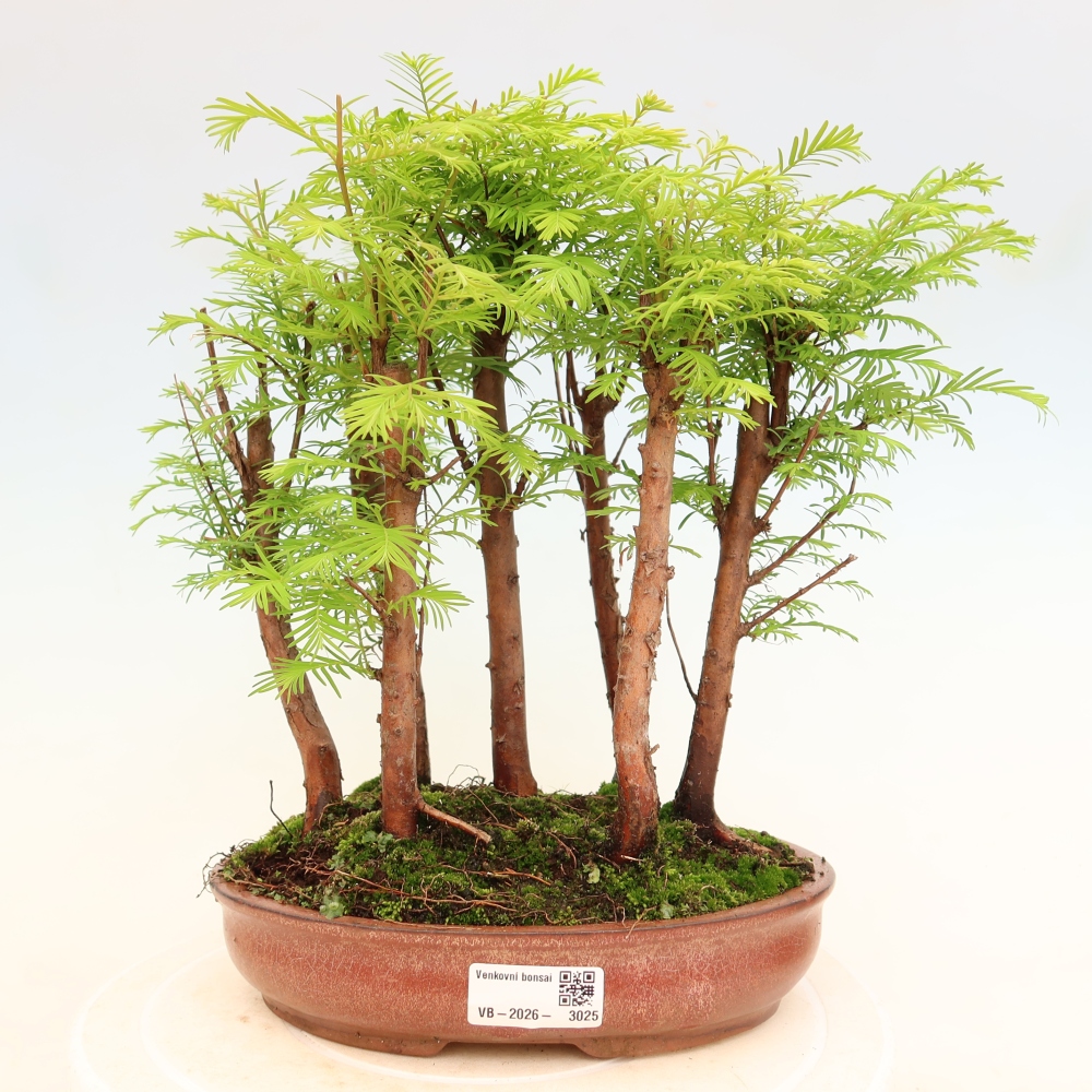Bonsai ogrodowe – Metasequoia glyptostroboides – metasekwoja chińska – zagajnik