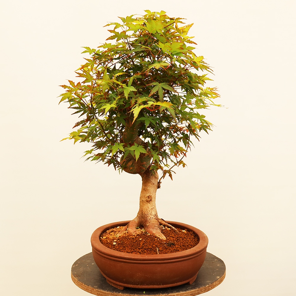 Outdoor bonsai - Klon palmowy - Palmy