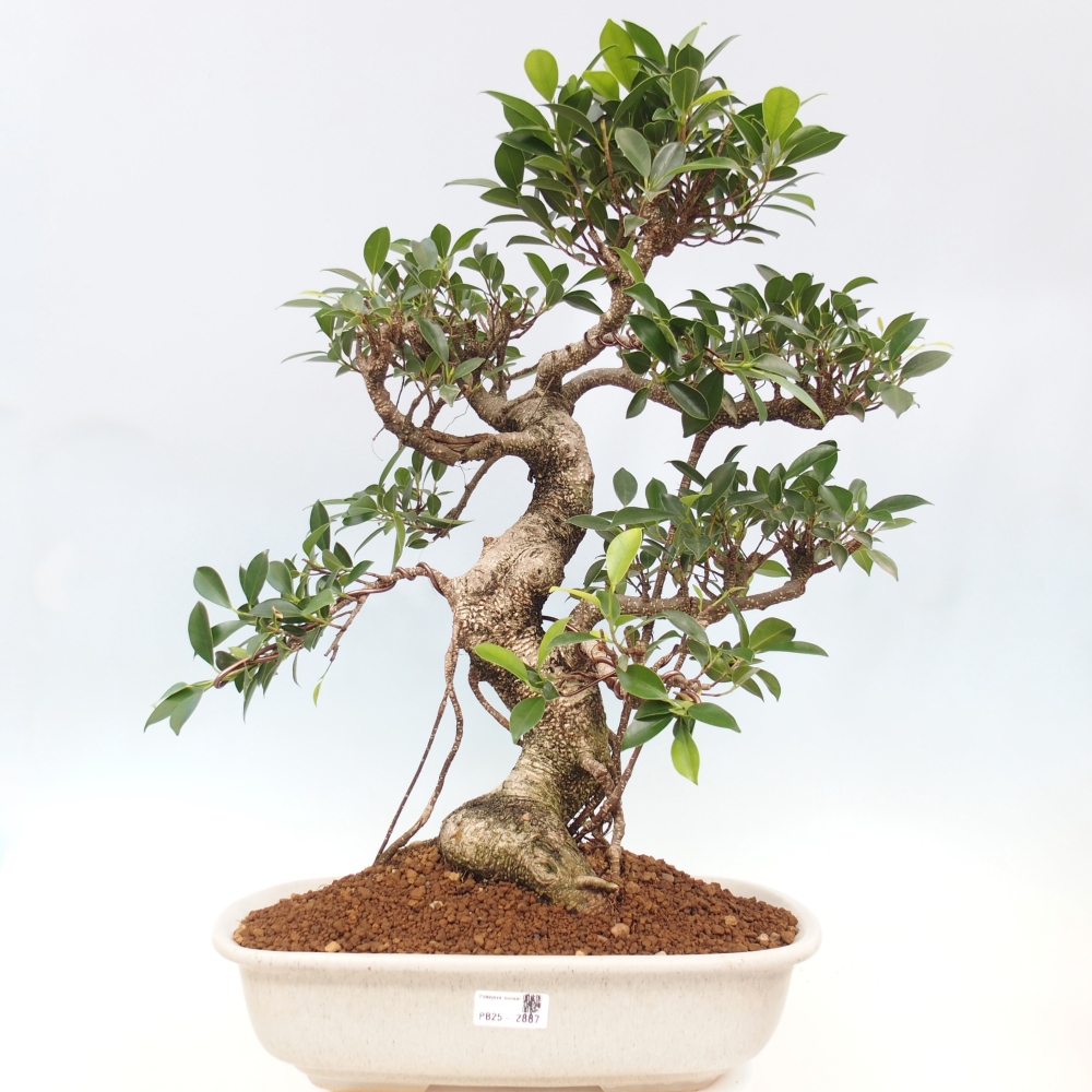 Bonsai pokojowe - Ficus kimmen - figowiec drobnolistny - WYŁĄCZNIE ODBIÓR OSOBISTY lub transport paletowy