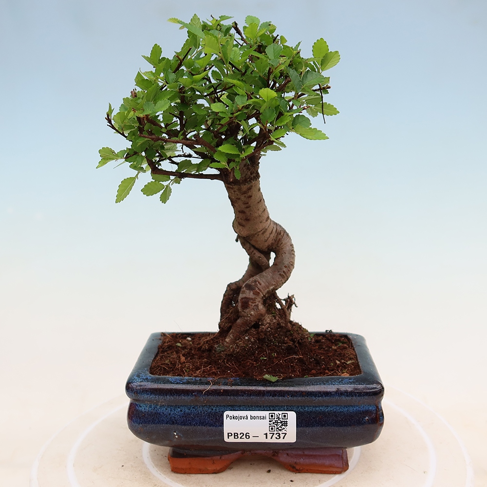 Pokój bonsai - Ulmus parvifolia - Wiąz drobnolistny