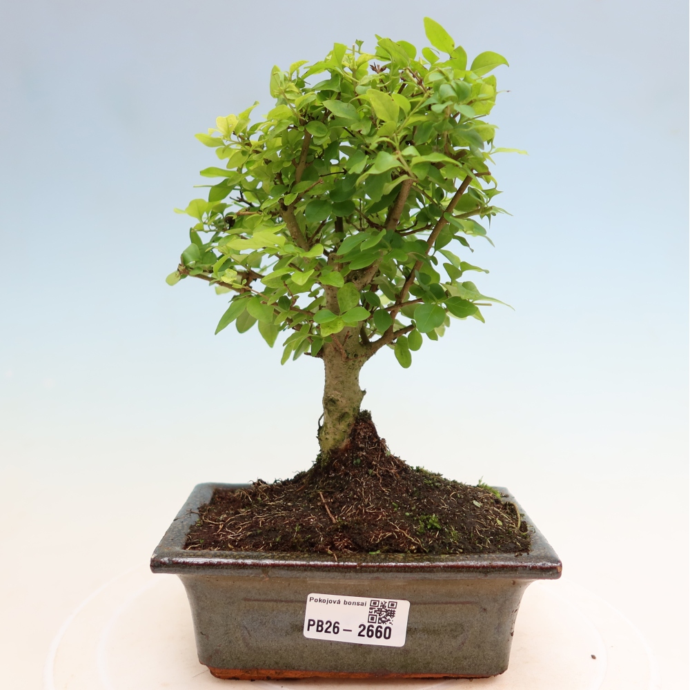 Pokój bonsai - Ligustrum chinensis - Dziób ptaka