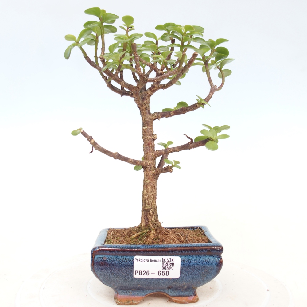 Pokój bonsai - Portulakaria Afra - Tlustice