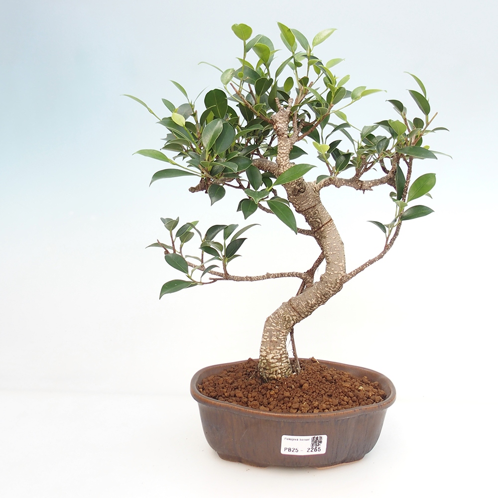 Kryty bonsai - Ficus retusa - figowiec drobnolistny