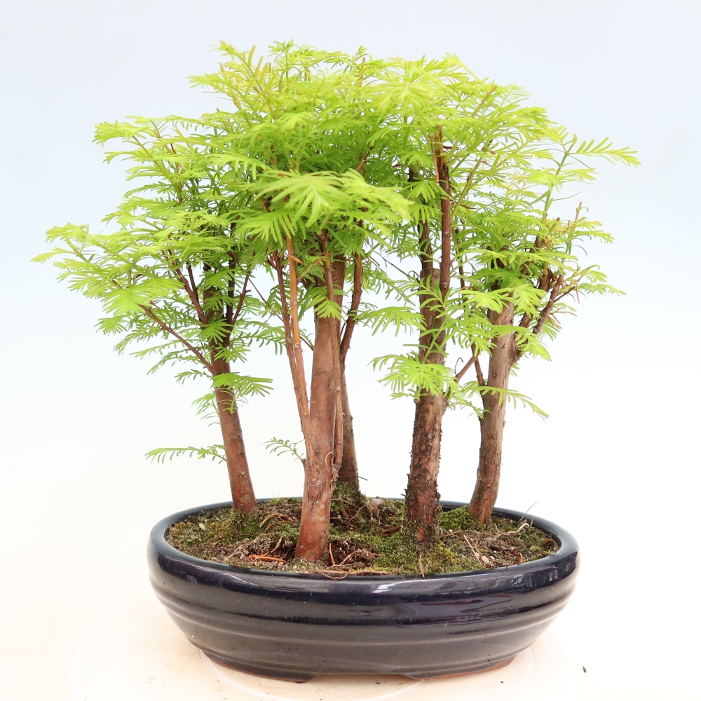 Bonsai ogrodowe – Metasequoia glyptostroboides – metasekwoja chińska – zagajnik