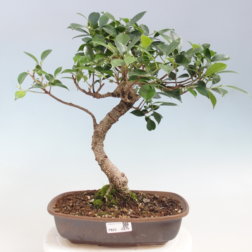 Kryty bonsai - kimono Ficus - figowiec drobnolistny