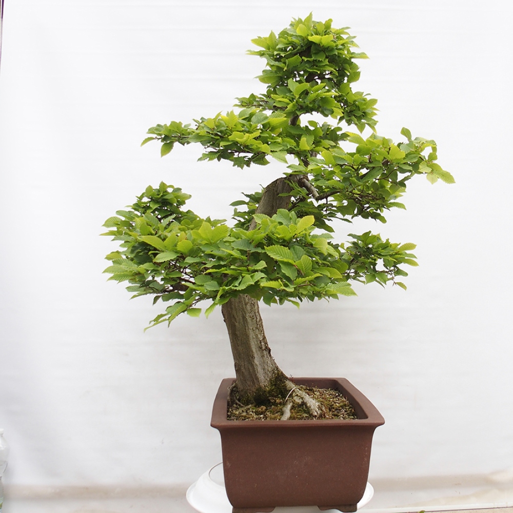 Bonsai zewnętrzne - Grab - Carpinus betulus