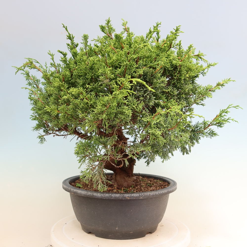 Bonsai ogrodowe – Juniperus chinensis Itoigawa – jałowiec chiński