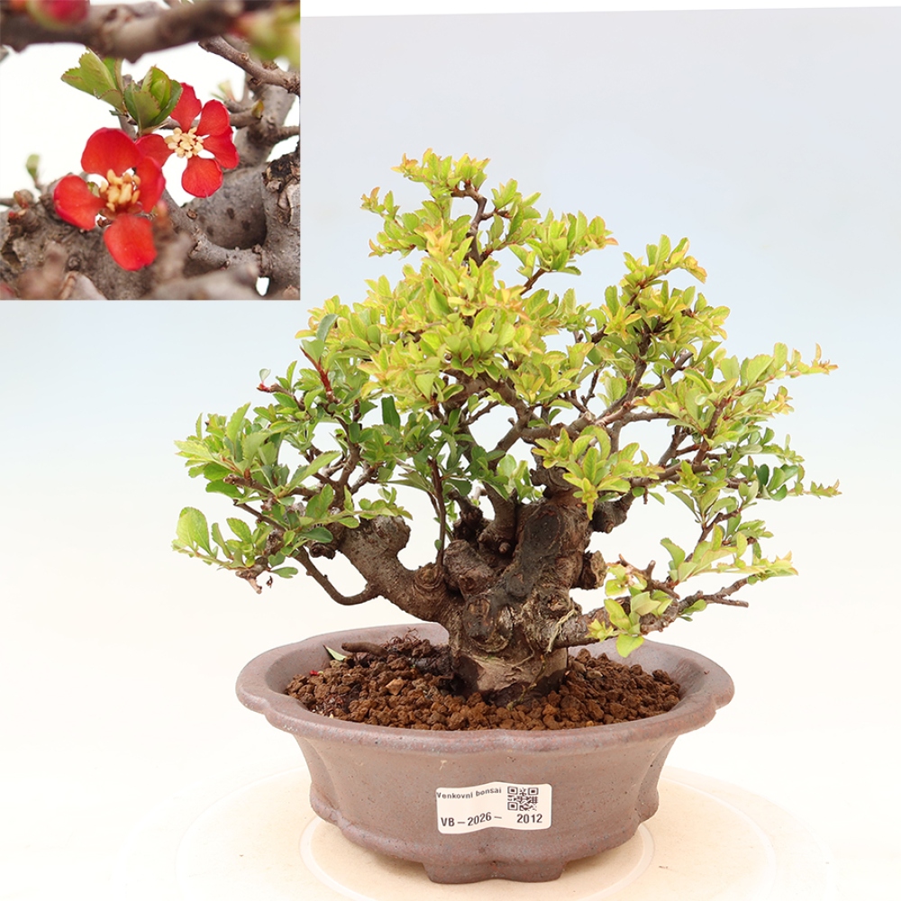 Bonsai zewnętrzne - Chaneomeles speciosa Chojubai