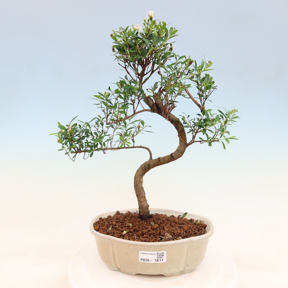 Pokój bonsai - Syzygium - Pimento