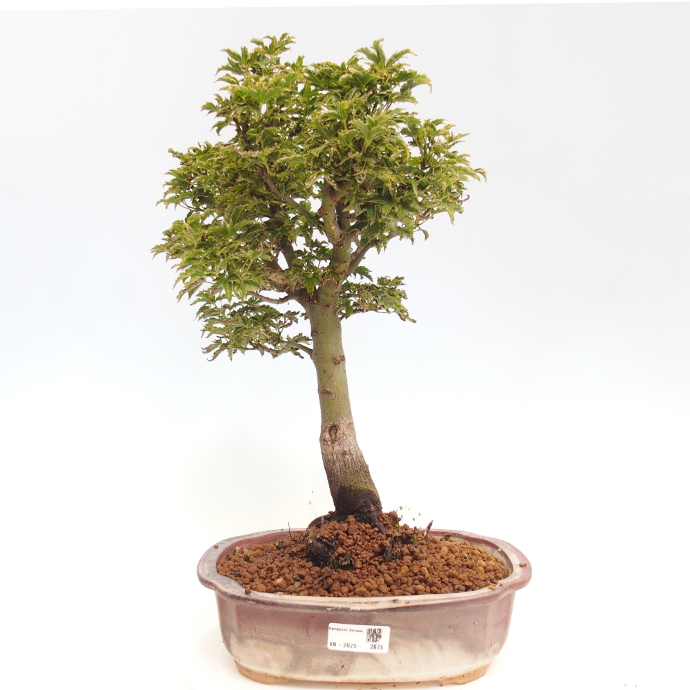 Bonsai zewnętrzne - klon Acer palmatum Shishigashira