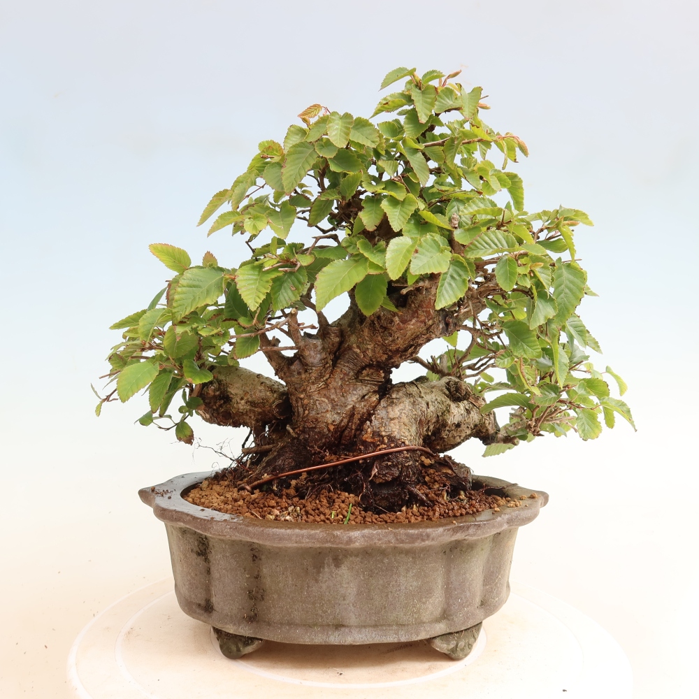 Outdoor bonsai - Carpinus CARPINOIDES - grab koreański