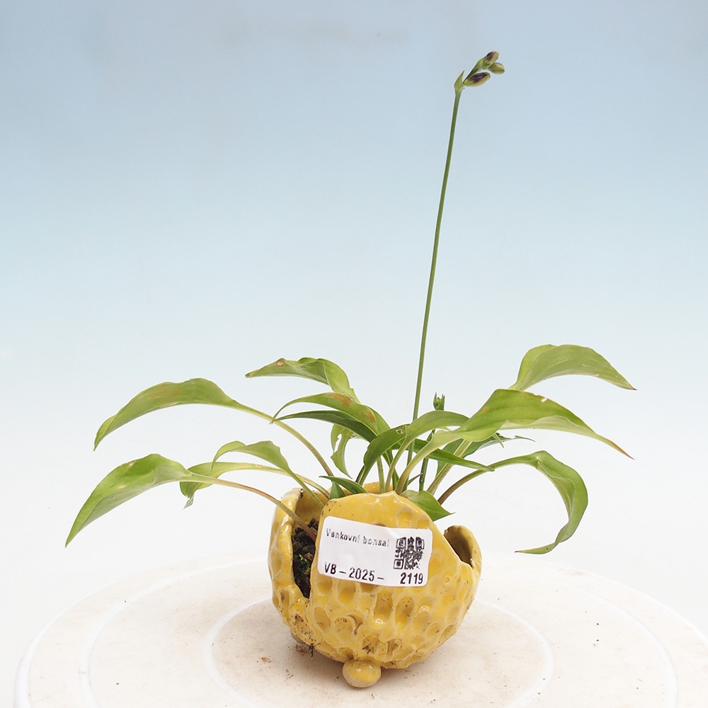 Outdoor bonsai - Mini Hosta - Bogini