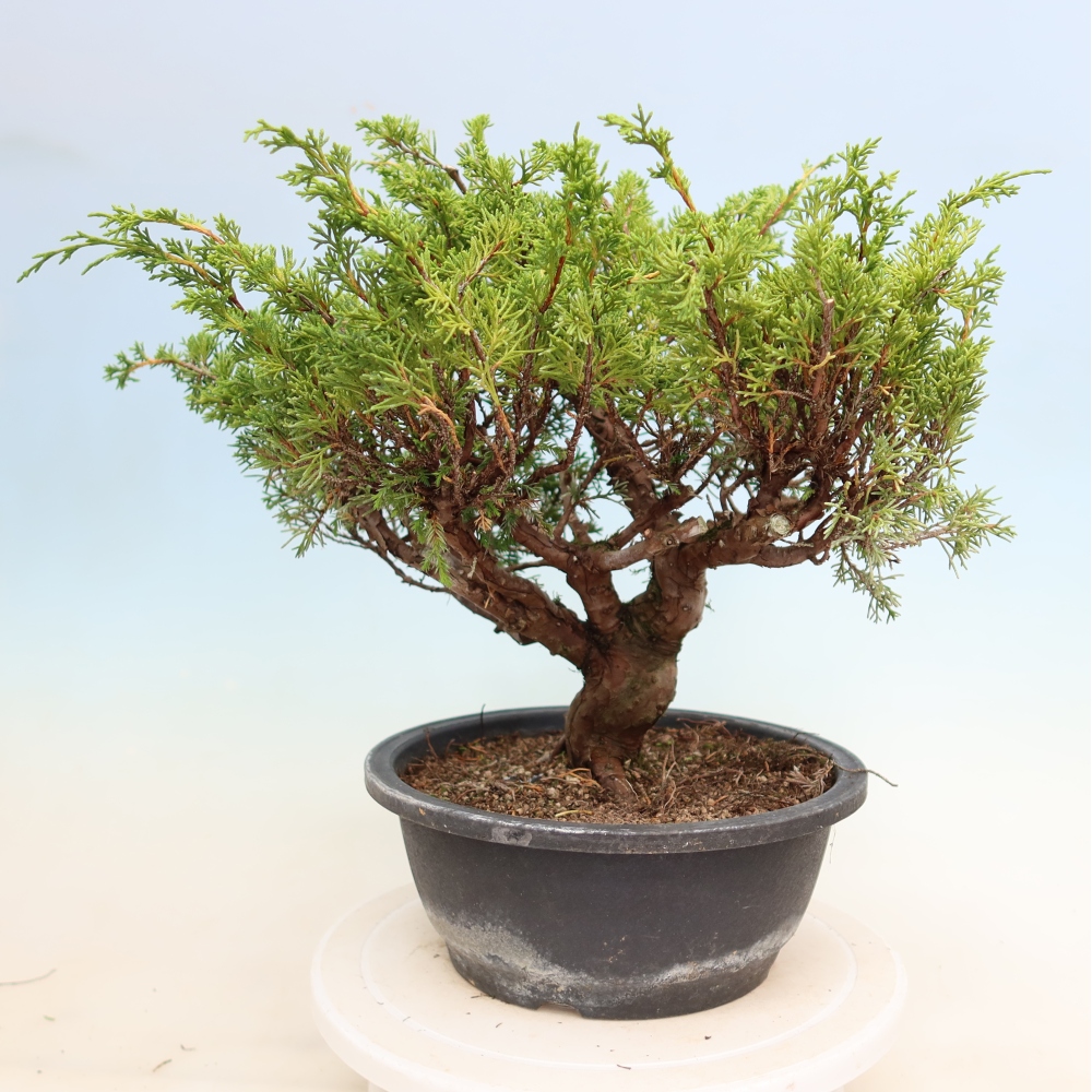Bonsai ogrodowe – Juniperus chinensis Itoigawa – jałowiec chiński