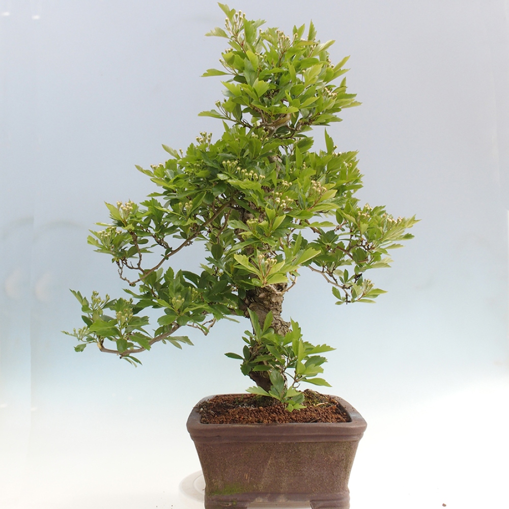 Outdoor bonsai - głóg - Crataegus cuneata