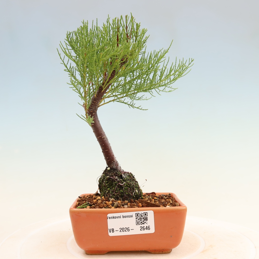 Bonsai ogrodowe – Tamaryszek – Tamarix