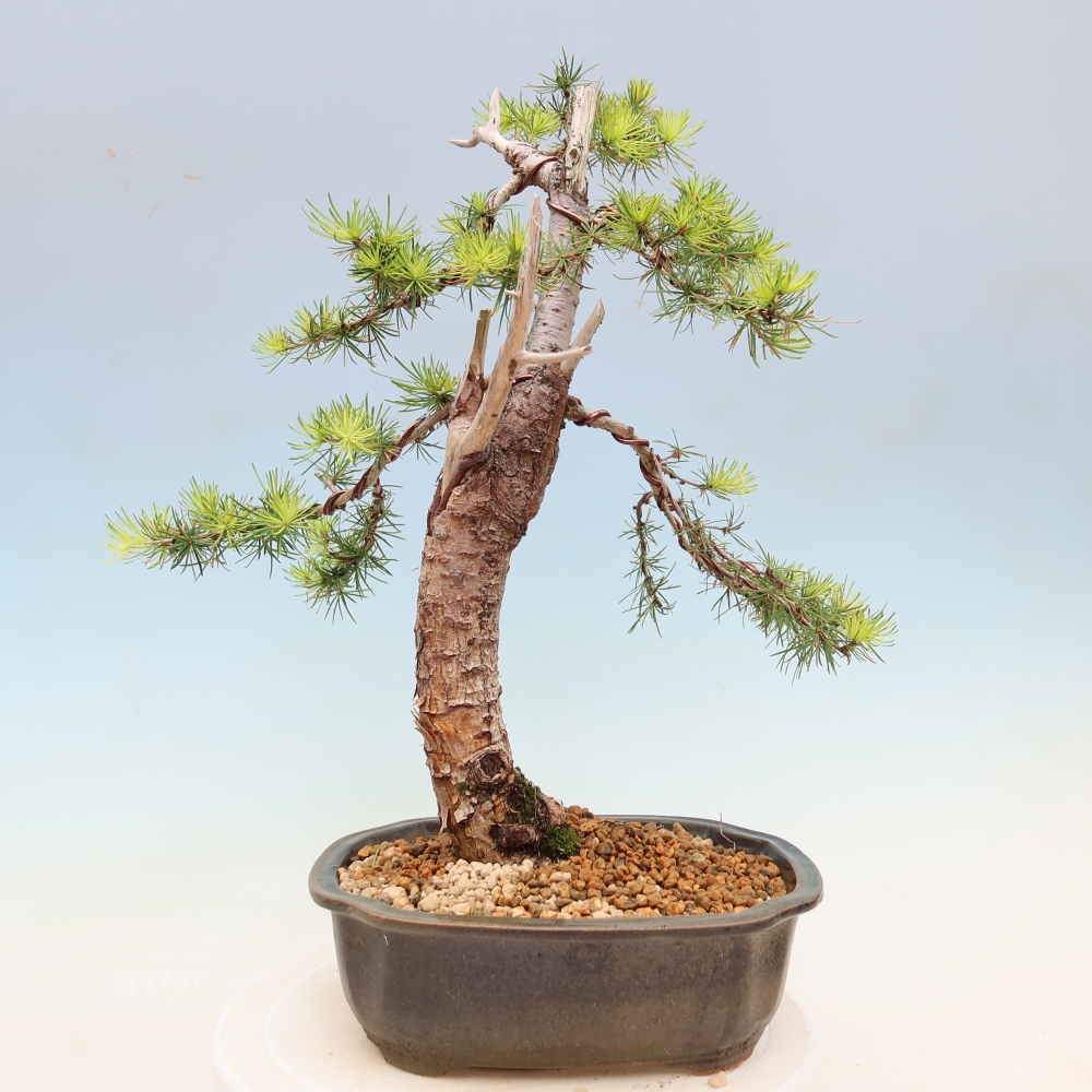 Bonsai zewnętrzne - Larix decidua - Modrzew