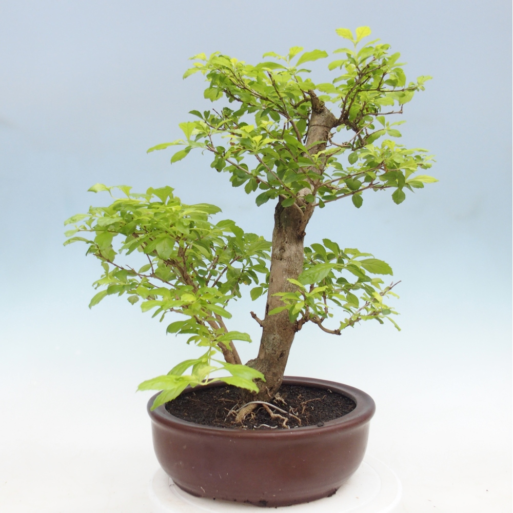 Bonsai pokojowe - Duranta erecta Aurea