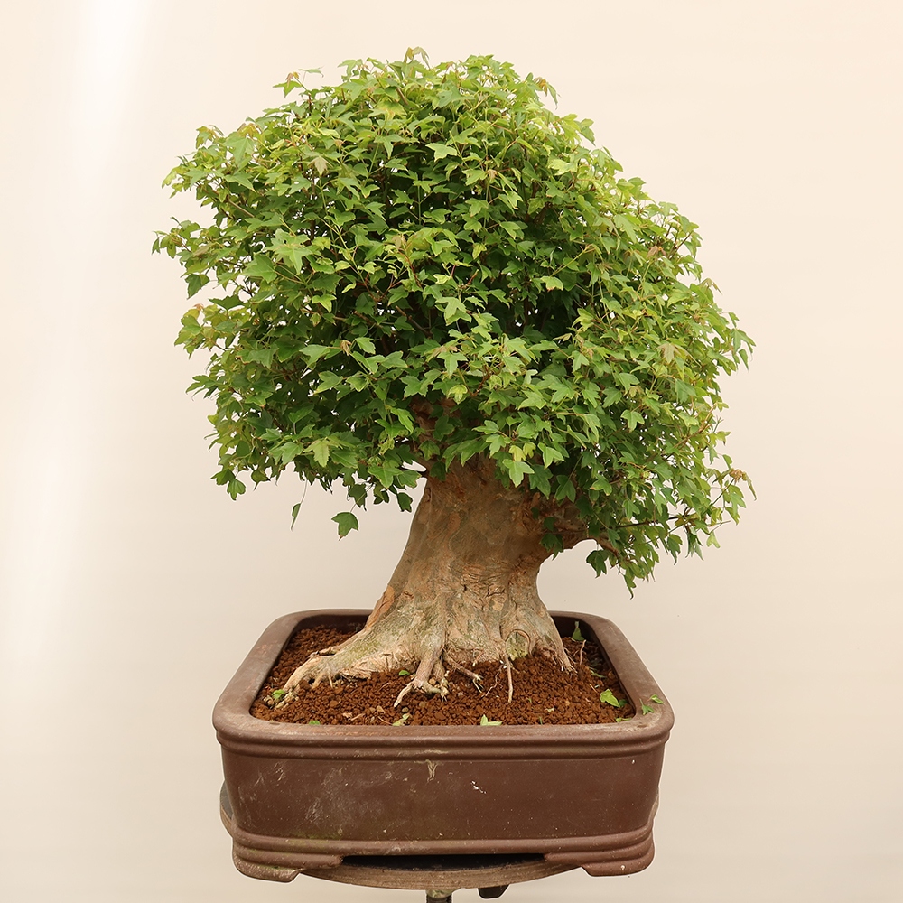 Outdoor bonsai - Klon burgeryjski - Acer burgerianum