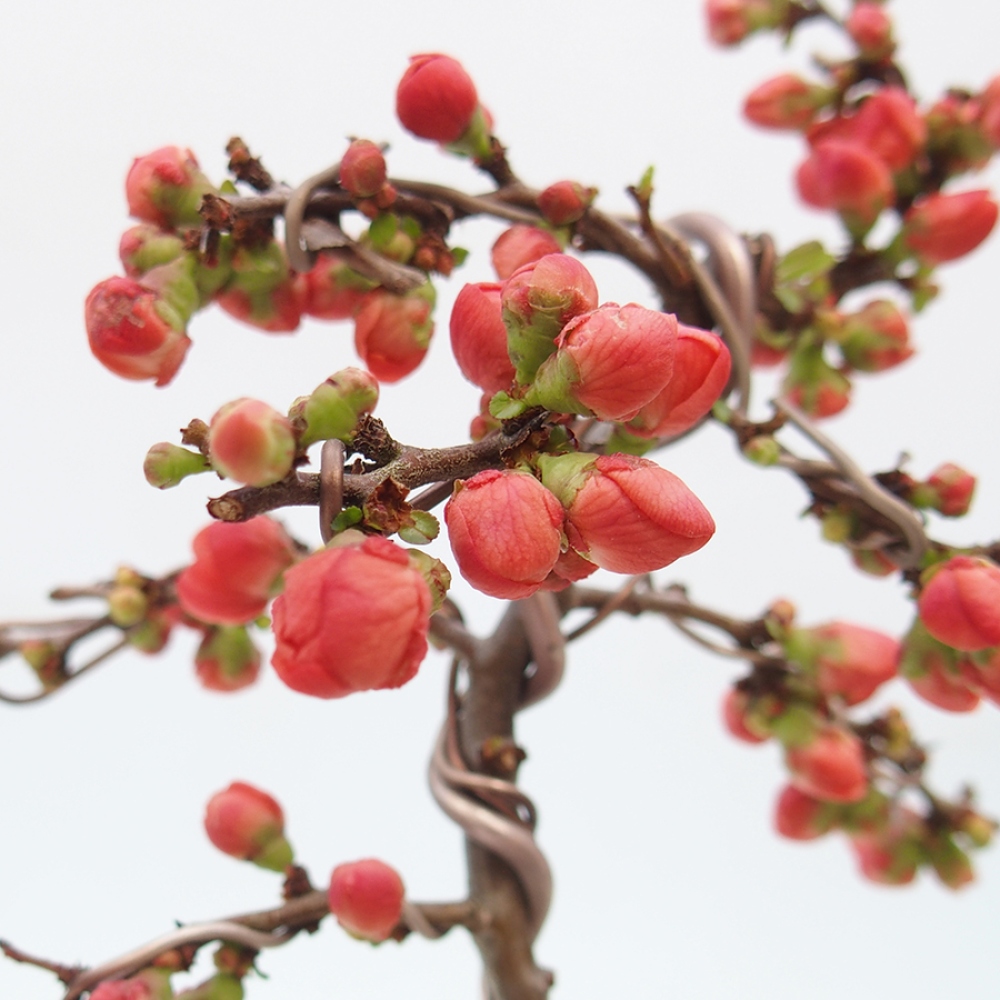 Bonsai zewnętrzne - Chaneomeles s. Red Joy - Pigwa