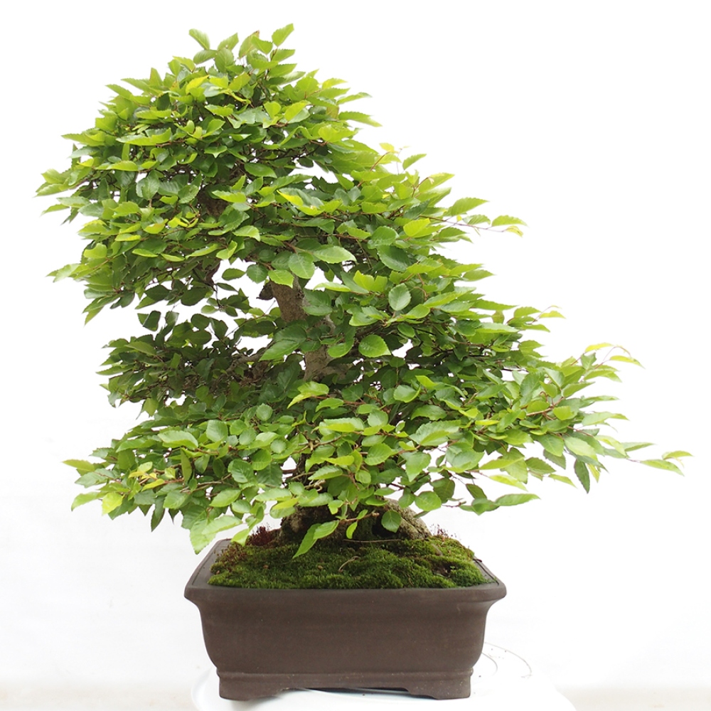 Bonsai zewnętrzne -Carpinus CARPINOIDES - grab koreański