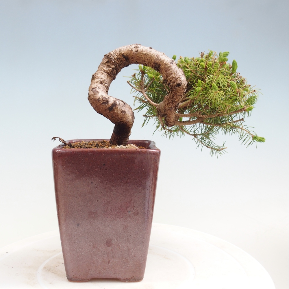 Outdoor bonsai - Świerk pospolity - Picea glauca globe
