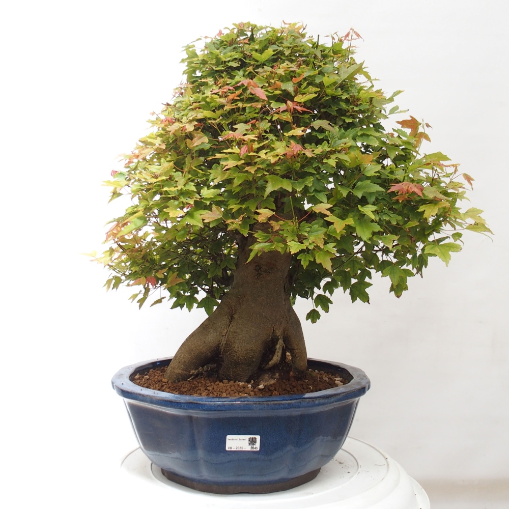 Outdoor bonsai - Maple Buergerianum - Burger Maple