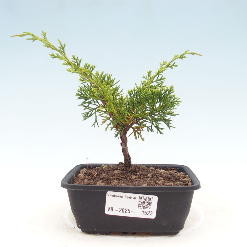 Outdoor bonsai - Juniperus chinensis Itoigawa - Jałowiec chiński