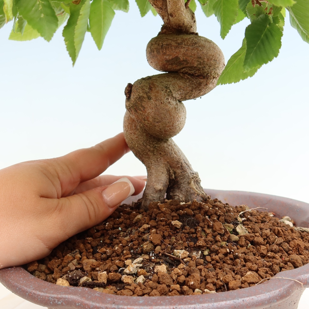 Outdoor bonsai - Carpinus coreana - grab koreański