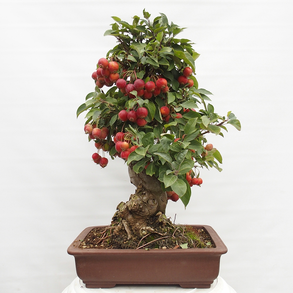 Bonsai plenerowe - Malus Halliana - Jabłoń drobnoowocowa