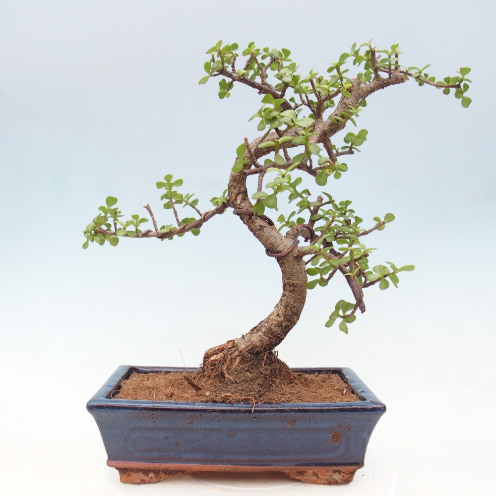 Pokój bonsai - Portulakaria Afra - Tlustice
