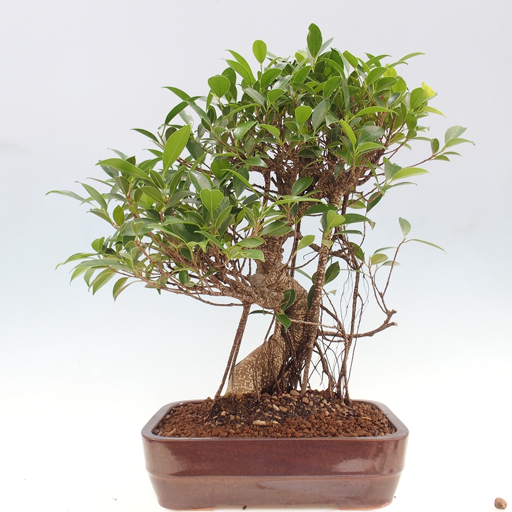 Kryty bonsai - Ficus kimmen - figowiec drobnolistny