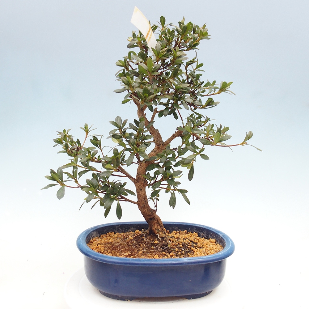 Bonsai zewnętrzne - Azalia japońska - Azalia Reiko