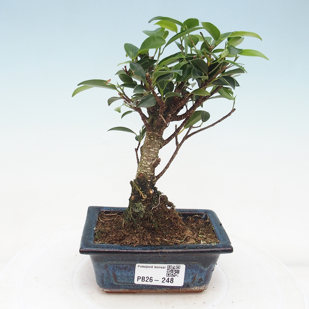 Pokój bonsai Ficus retusa kimmen