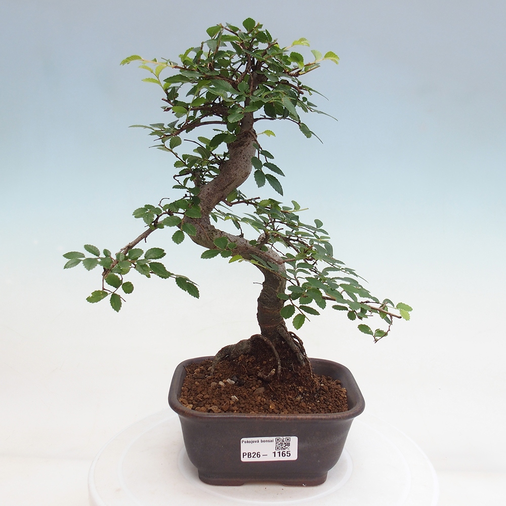 Pokój bonsai - Ulmus parvifolia - Wiąz drobnolistny