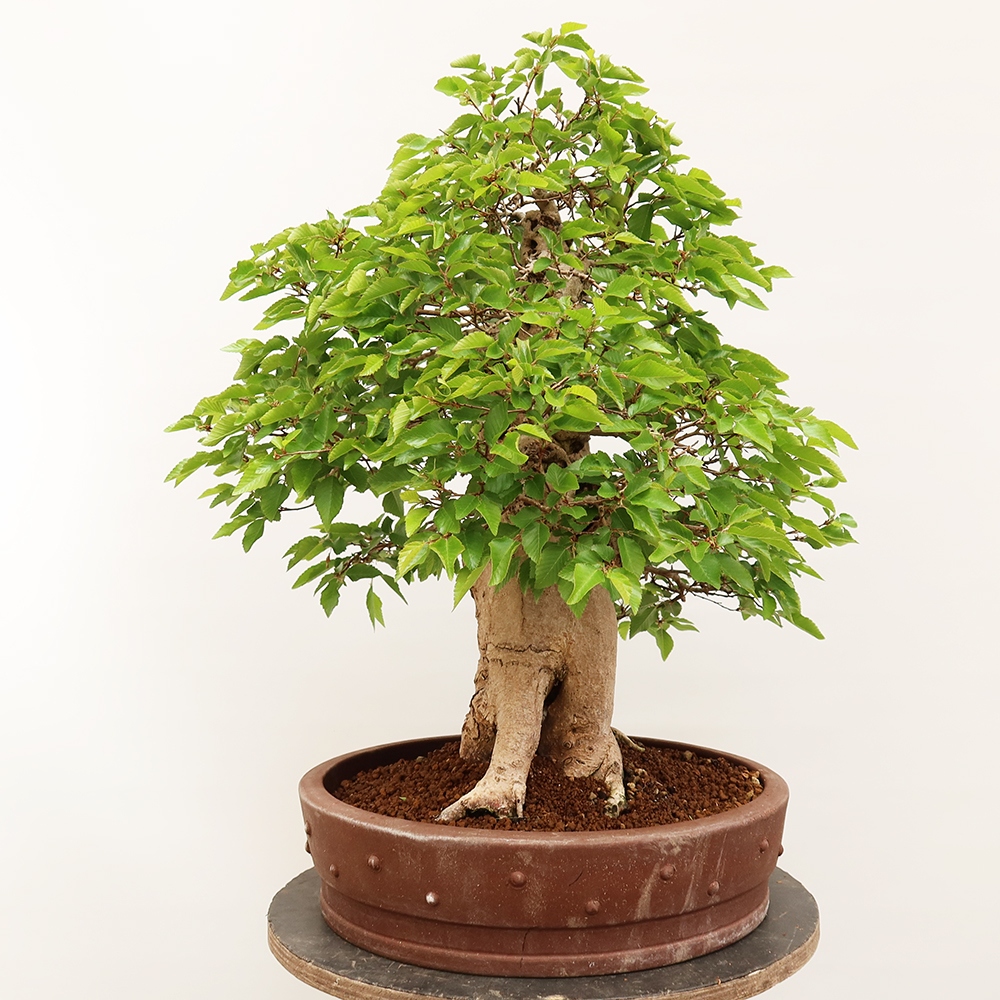 Bonsai plenerowe - Carpinus Coreana - grab koreański